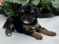 Felicity, a female Poodle - Miniature  for sale in Ligonier, IN – 4 of 6