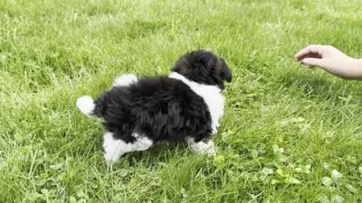 Hans, a male Poodle - Toy  for sale in Ligonier, IN – 6 of 6