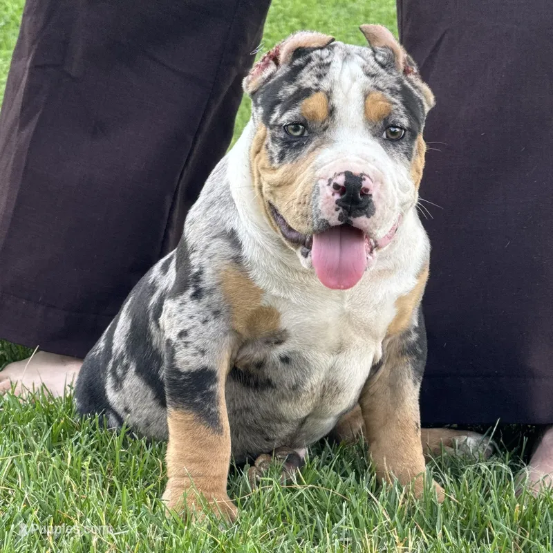 Griffon – American Bully puppy for sale in Ligonier, IN