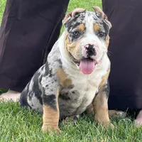 Griffon, a male American Bully for sale in Ligonier, IN – 1 of 2