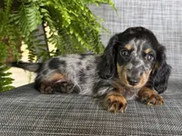 Sara, a female Dachshund for sale in Ligonier, IN – 2 of 4