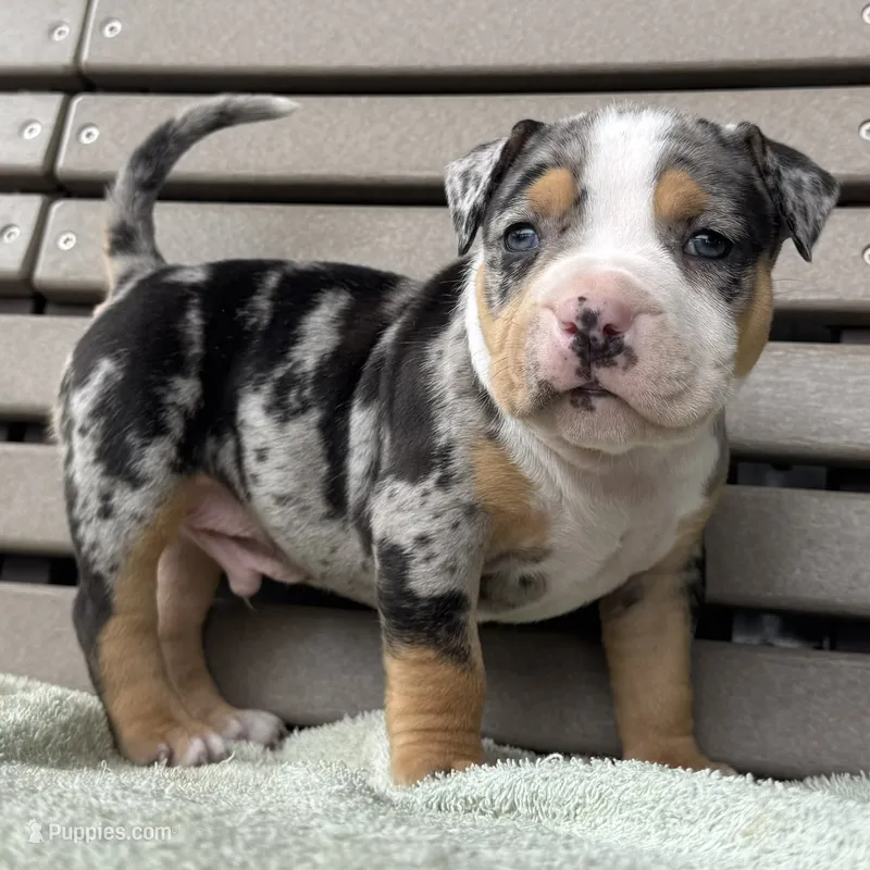 Griffon – American Bully puppy for sale in Ligonier, IN