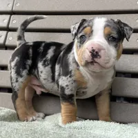 Griffon, a male American Bully for sale in Ligonier, IN – 1 of 4