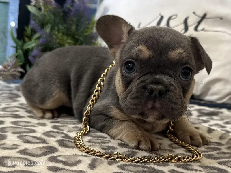 Fox – French Bulldog puppy for sale in Ligonier, IN