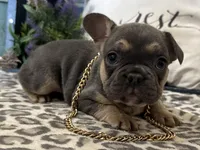 Fox, a male French Bulldog for sale in Ligonier, IN – Photo 1 of 4
