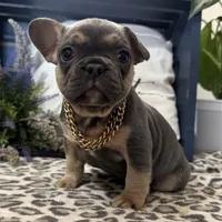 Fox, a male French Bulldog for sale in Ligonier, IN – Photo 4 of 4
