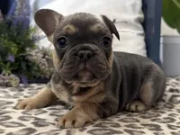 Fox, a male French Bulldog for sale in Ligonier, IN – Photo 2 of 4