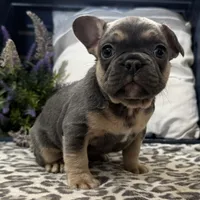 Fox, a male French Bulldog for sale in Ligonier, IN – Photo 3 of 4