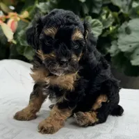 Finn, a male Poodle - Miniature  for sale in Ligonier, IN – 4 of 5