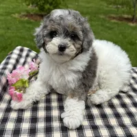 Harper, a female Poodle - Toy  for sale in Ligonier, IN – 1 of 5