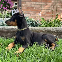 Ankor , a male Doberman Pinscher for sale in Ligonier, IN – 4 of 7