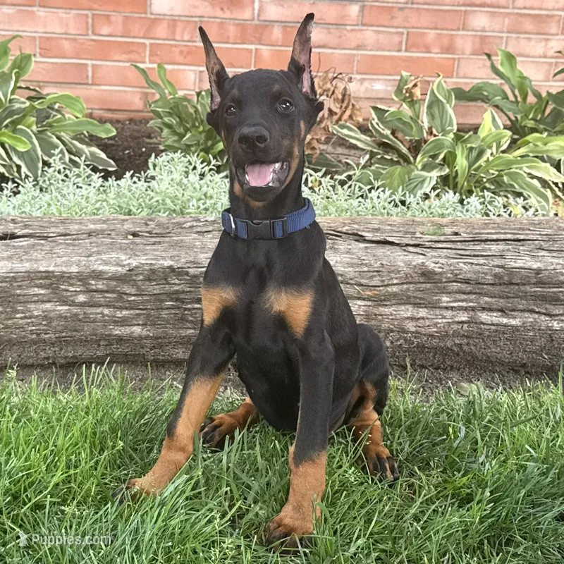Amika – Doberman Pinscher puppy for sale in Ligonier, IN