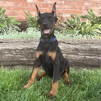 Amika, a male Doberman Pinscher for sale in Ligonier, IN – 1 of 5