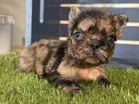 Harper, a female French Bulldog for sale in Ligonier, IN – 2 of 5