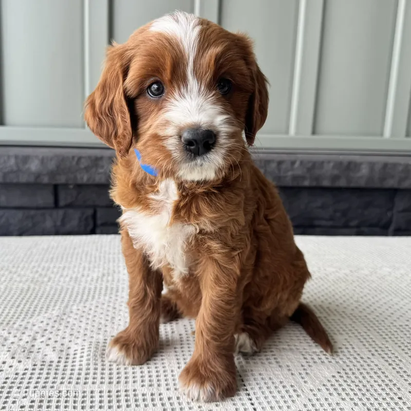 Rusty – Irish Doodle puppy for sale in Ligonier, IN