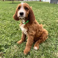 Rusty, a male Irish Doodle for sale in Ligonier, IN – 2 of 4