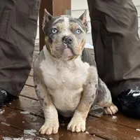 Delia, a male American Bully for sale in Ligonier, IN – Photo 2 of 3