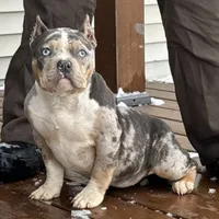 Delia, a male American Bully for sale in Ligonier, IN – Photo 1 of 3
