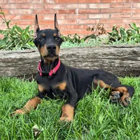 Achilles, a male Doberman Pinscher for sale in Ligonier, IN – 2 of 6