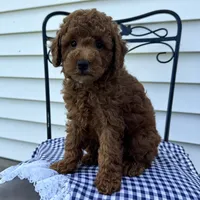 Tyler, a male Poodle - Miniature  for sale in Ligonier, IN – 2 of 5