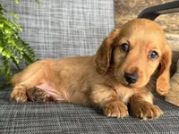 Silas, a male Dachshund for sale in Ligonier, IN – 1 of 5