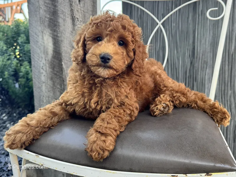 Tyler – Poodle - Miniature  puppy for sale in Ligonier, IN