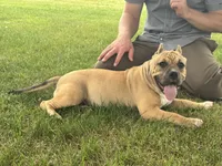 Flora, a female American Bully for sale in Ligonier, IN – 4 of 4