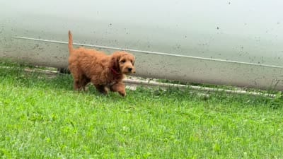 Ginger, a female Irish Doodle for sale in Ligonier, IN – 4 of 4