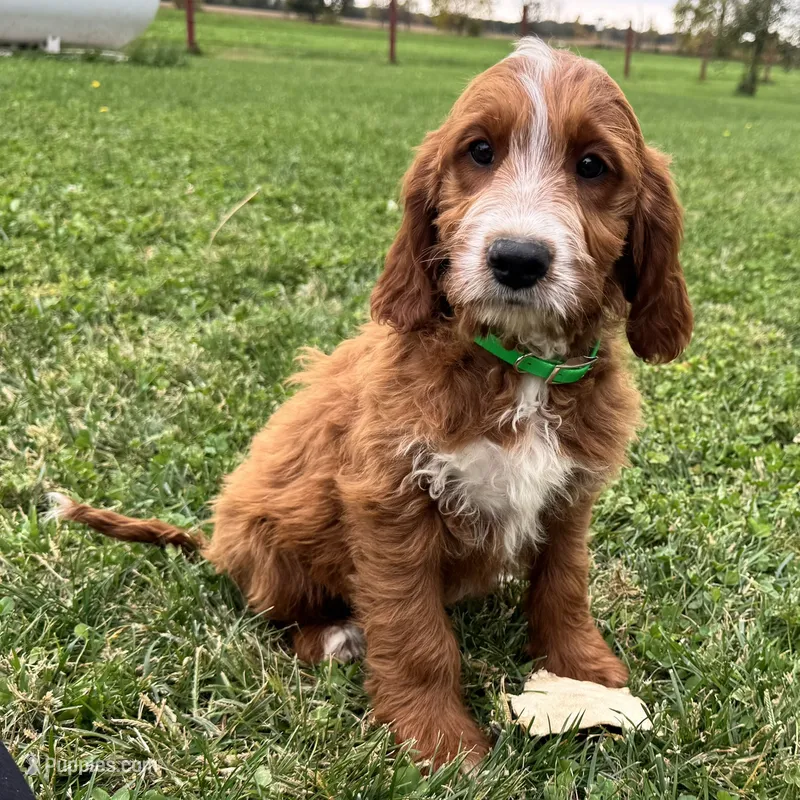 Rusty – Irish Doodle puppy for sale in Ligonier, IN