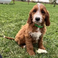 Rusty, a male Irish Doodle for sale in Ligonier, IN – 1 of 4
