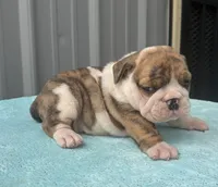 Nova, a female English Bulldog and Olde English Bulldogge for sale in Ligonier, IN – 3 of 4