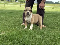 Faye, a female American Bully for sale in Ligonier, IN – 5 of 10