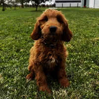 Cinnamon, a female Irish Doodle for sale in Ligonier, IN – 3 of 4