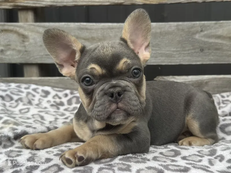 Fox – French Bulldog puppy for sale in Ligonier, IN