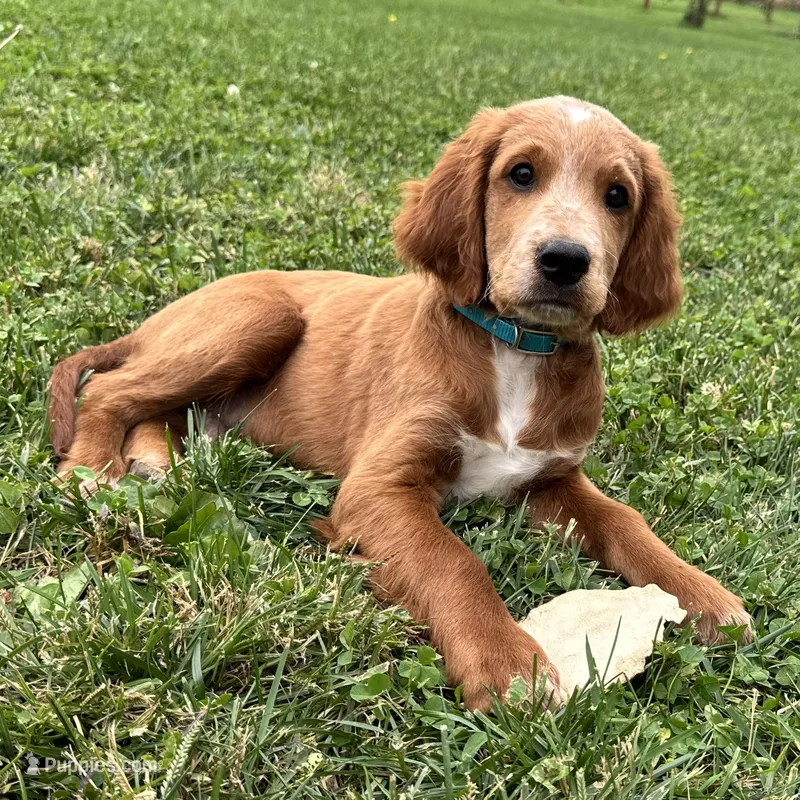 Waldo – Irish Doodle puppy for sale in Ligonier, IN