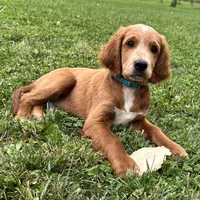 Waldo, a male Irish Doodle for sale in Ligonier, IN – 1 of 5