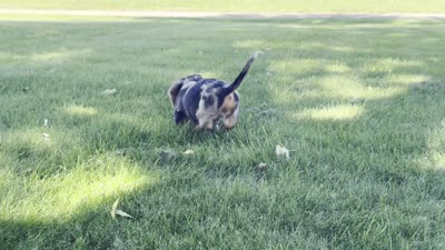 Dominic , a male Dachshund for sale in Ligonier, IN – 4 of 4