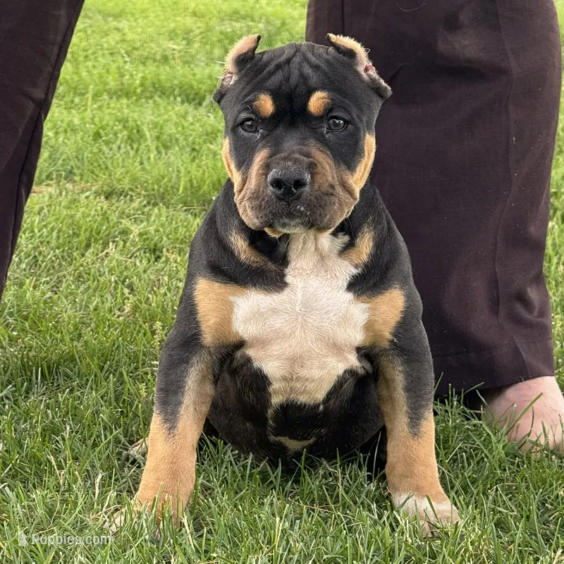 Gia – American Bully puppy for sale in Ligonier, IN