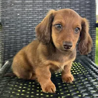 Anson, a male Dachshund for sale in Ligonier, IN – 2 of 5