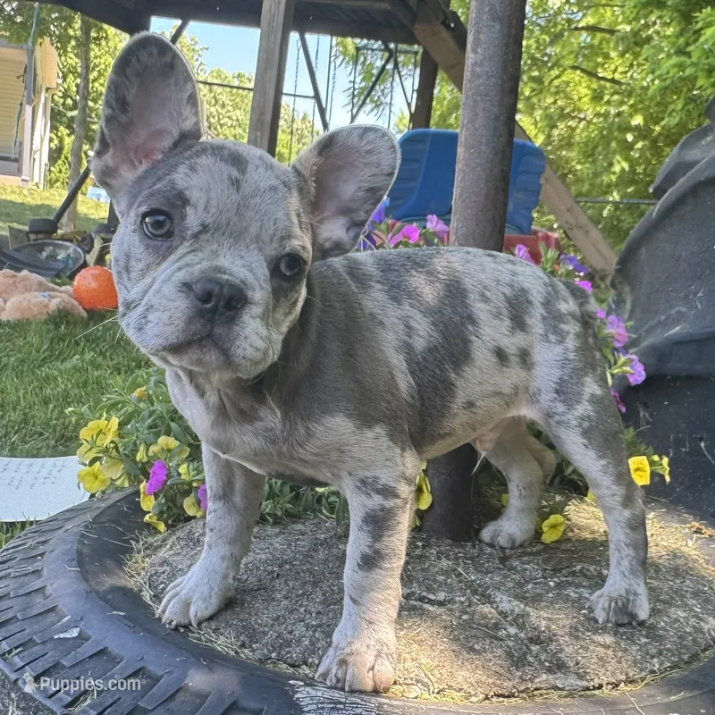 Frisk – French Bulldog puppy for sale in Ligonier, IN