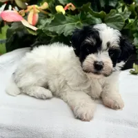 Betsy, a female Havapoo for sale in Ligonier, IN – 4 of 5