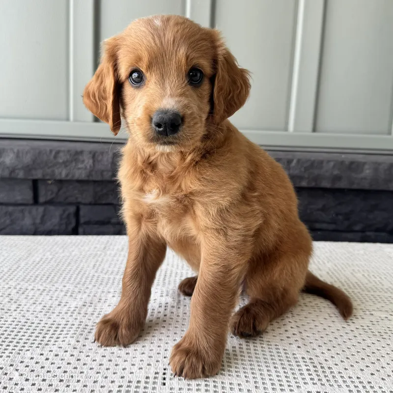 Copper – Irish Doodle puppy for sale in Ligonier, IN