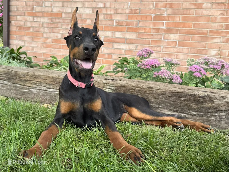Zelda – Doberman Pinscher puppy for sale in Ligonier, IN