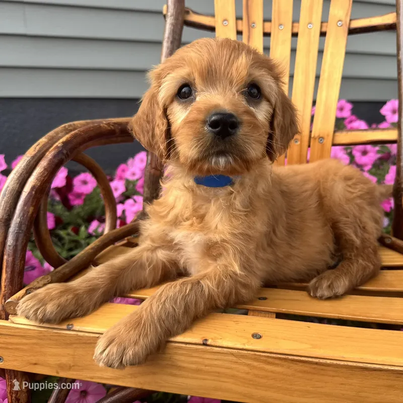 Billy – Irish Doodle puppy for sale in Ligonier, IN