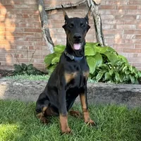 Amika, a male Doberman Pinscher for sale in Ligonier, IN – 1 of 5