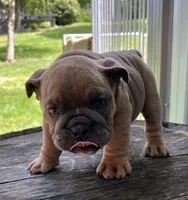 Tater, a male English Bulldog for sale in Ligonier, IN – 2 of 4