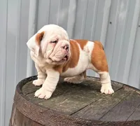 Louis , a male English Bulldog and Olde English Bulldogge for sale in Ligonier, IN – 2 of 3