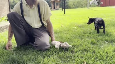 Ankor , a male Doberman Pinscher for sale in Ligonier, IN – 7 of 7