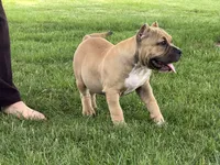 Flora, a female American Bully for sale in Ligonier, IN – 4 of 7