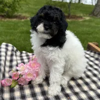 Hazel, a female Poodle - Toy  for sale in Ligonier, IN – 1 of 5